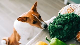Dog sniffing at vegetables lying on a counter