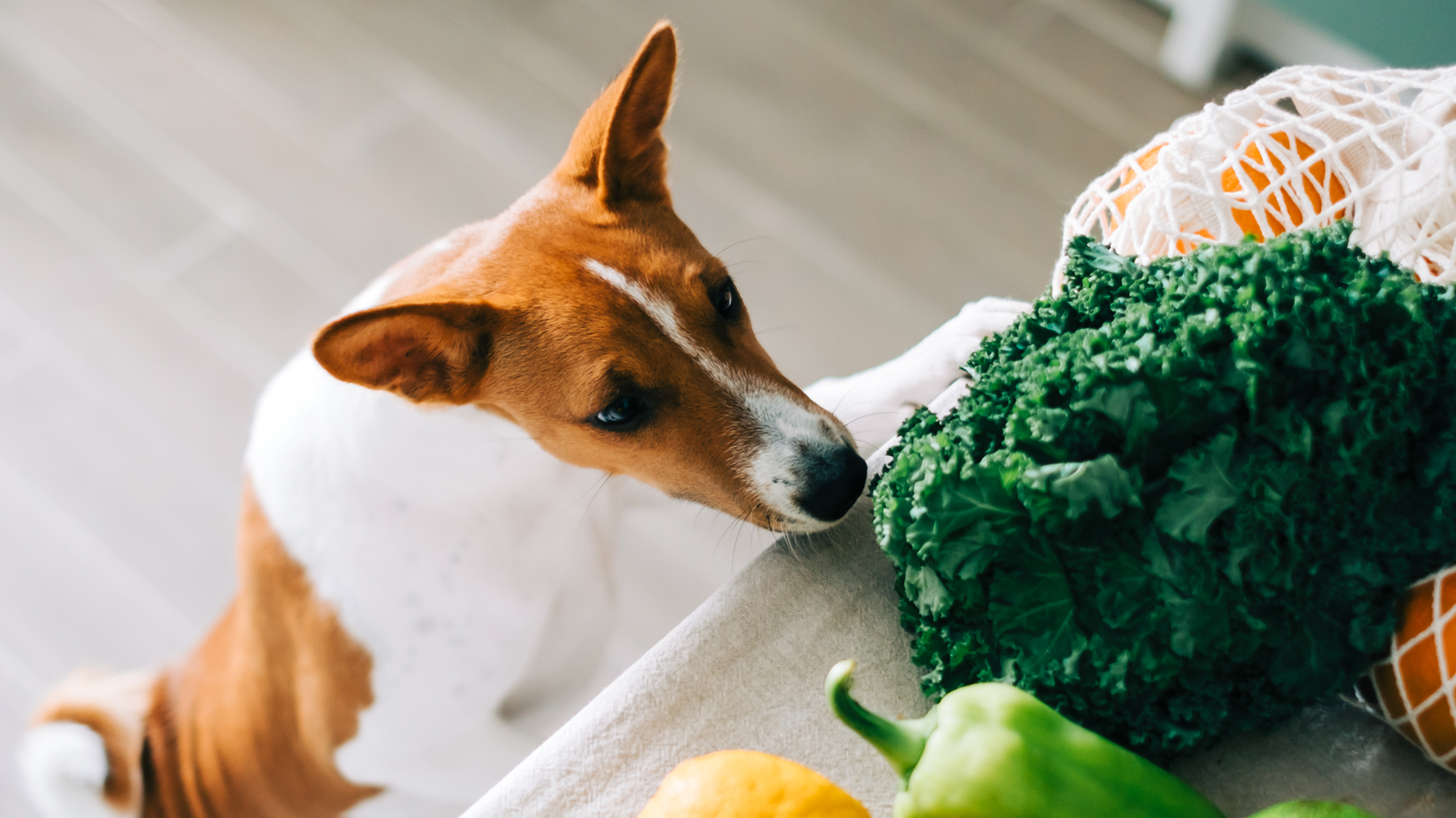 can dogs eat spinach uk