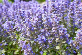 Violet carpet bugleweed flowers. Ajuga reptans or blue bugle plants growing in spring garden