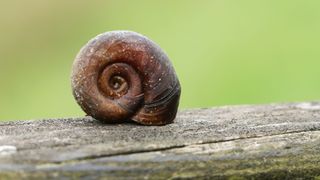 Ramshorn Snails