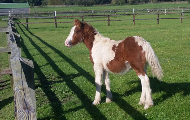 Huckleberry at World Horse Welfare - Sept 15