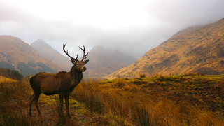 Stag in Glencoe