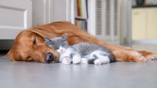 Ginger dog cuddling with grey and white cat on the floor