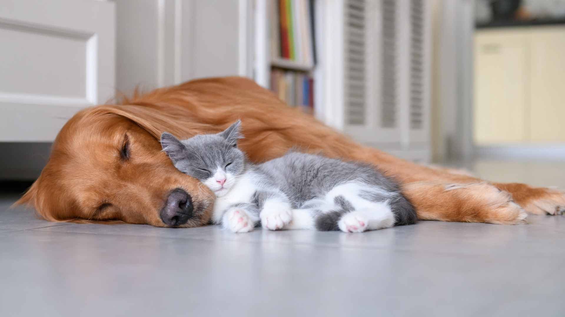 Ginger dog cuddling with grey and white cat on the floor