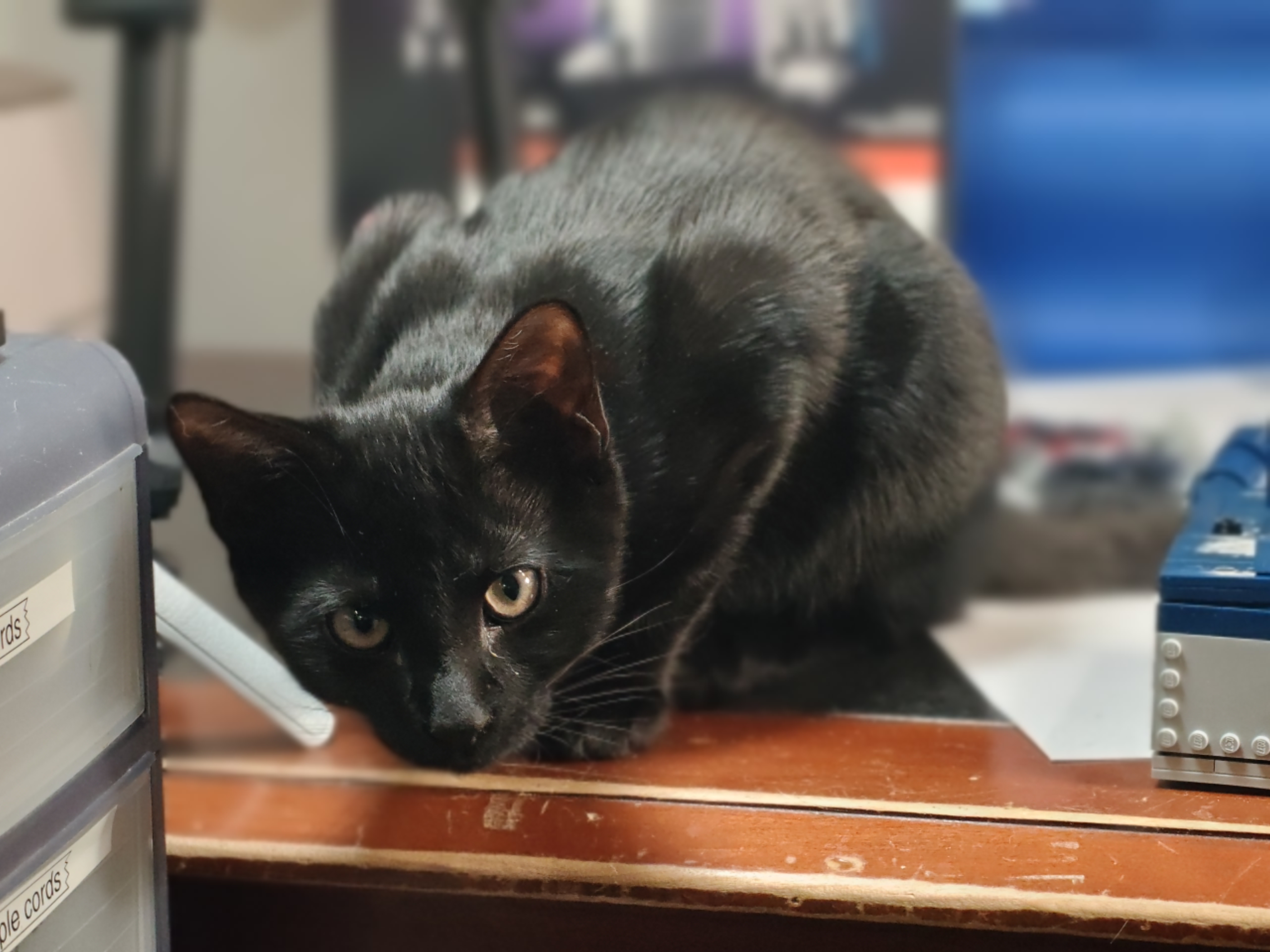 Camera image samples taken with the OnePlus 15