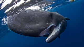 close up on the head of a sperm whale as it's swimming in the ocean