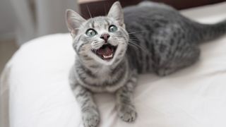 Happy grey with green eyes cat looking up at camera and meowing 