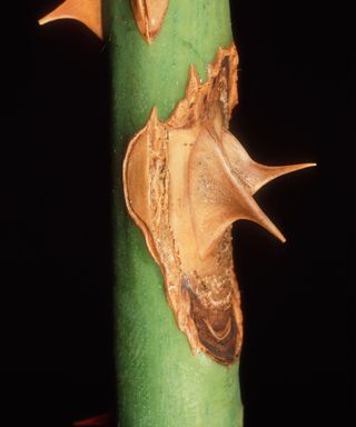 Rose showing signs of a Brand Canker