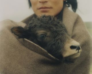 a baby yak wrapped in a blanket being held