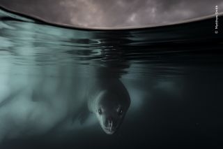 Winning image from the 60th Wildlife Photographer of the Year competition