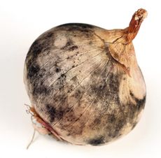 Diseased Black Spotted Whole Onion