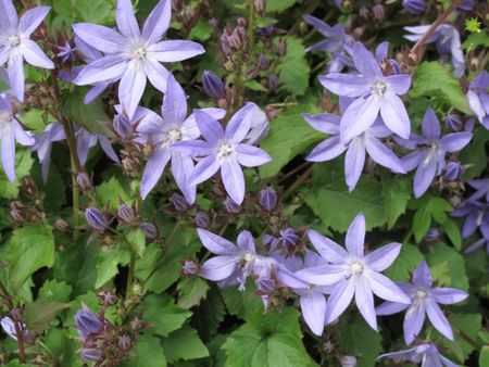 Light Purple Serbian Bellflowers