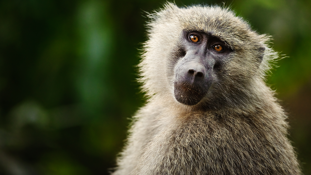 Monkeys have a basic intuition for geometry, study suggests