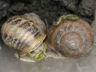 snail babies