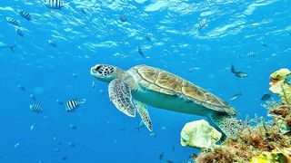 Turtle swimming with fish