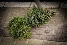 Christmas Trees Lying On Sidewalk