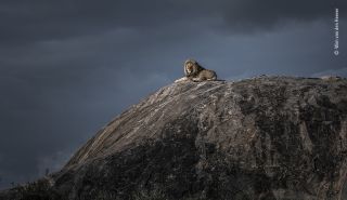 Wildlife Photographer of the Year: People's Choice Award 2020