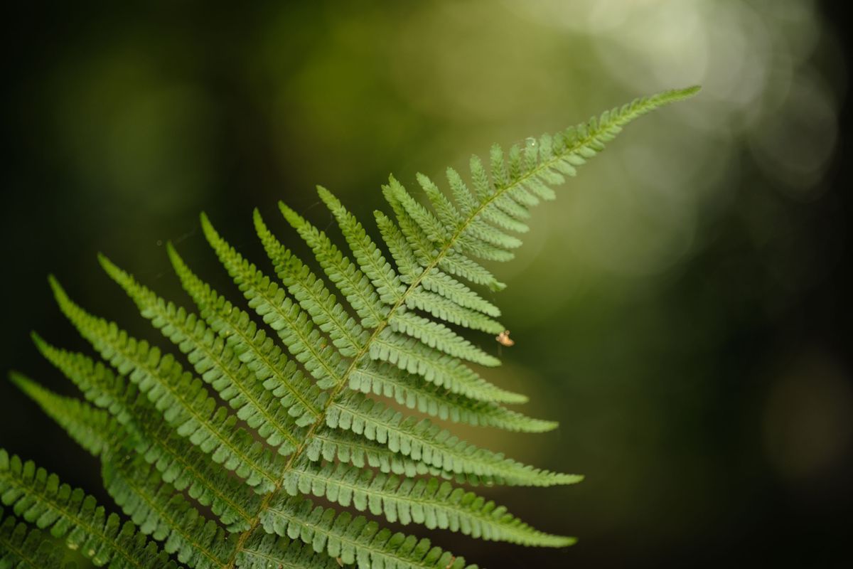 Viltrox AF 90mm F2.2 EVO and Fujifilm XF 90mm f/2 R LM WR lens comparisons: a single fern with dappled light coming through background foliage
