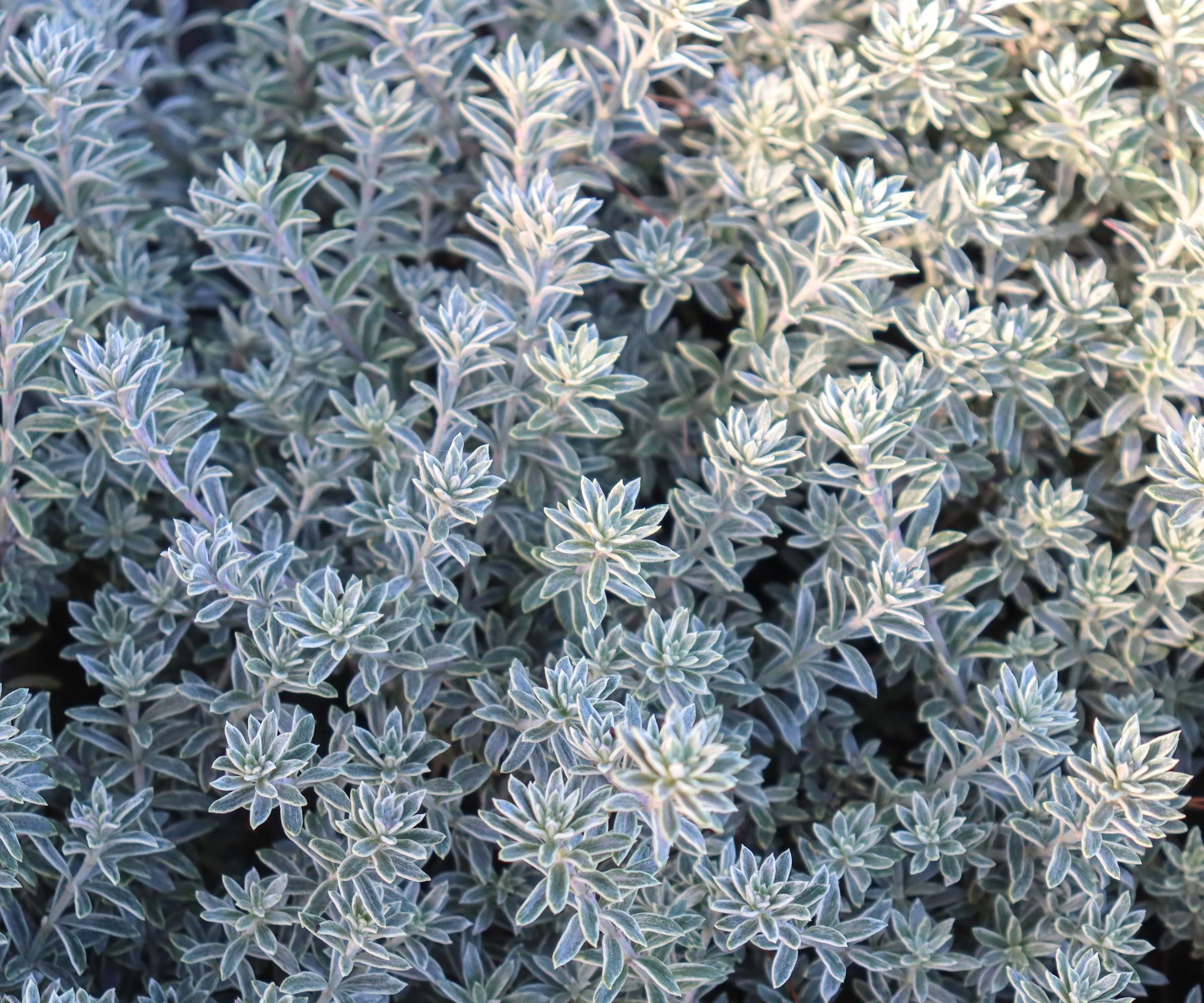 Germander