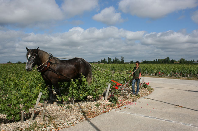 French terroir, Horse ploughing Latour
