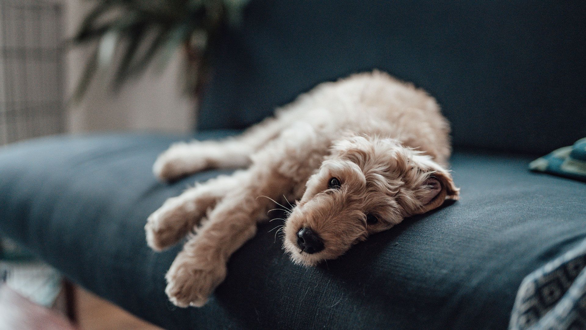 Is kennel cough contagious to humans? | PetsRadar - Is Kennel Cough Contagous From Humans