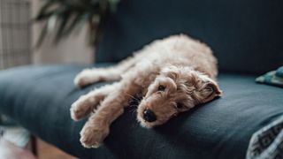 Dog laying down