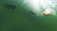 Best underwater fishing camera - GoFish Cam
