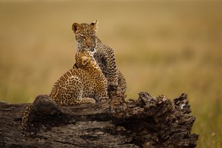 remembering leopards image 12