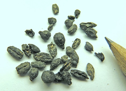 000009b76-AncientGrapeSeeds_Israel_Antiquities_Authority.jpg