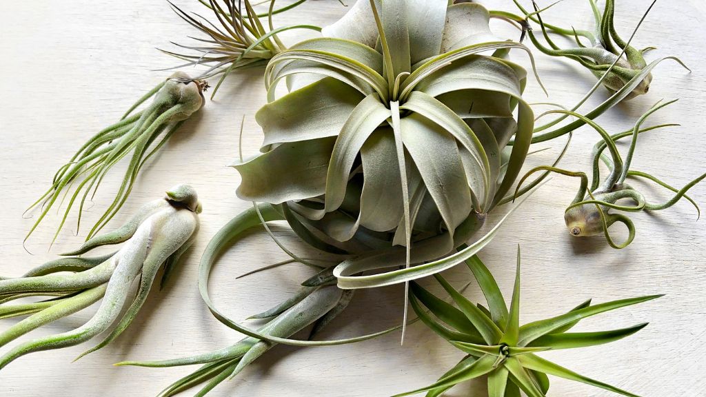 air plants