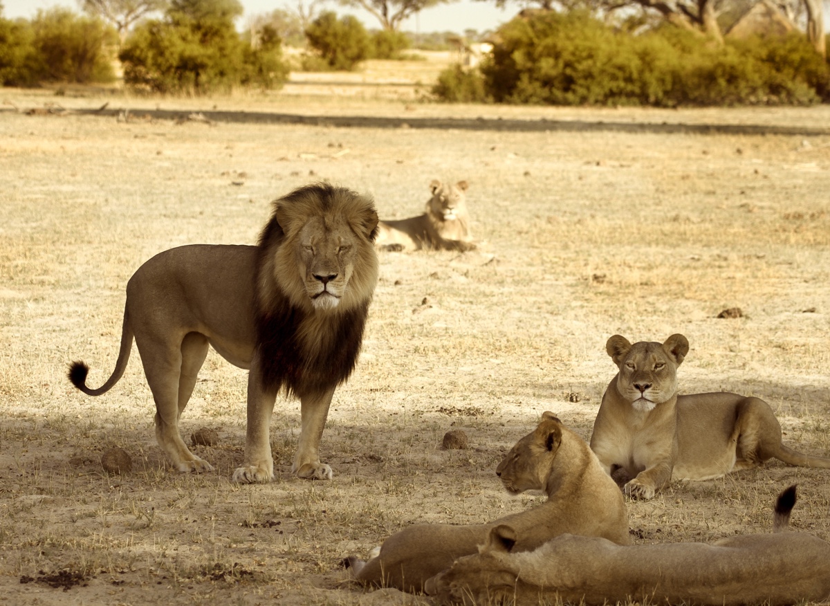 Cecil the iconic lion and his pride in Hwange National Park in November 2012.