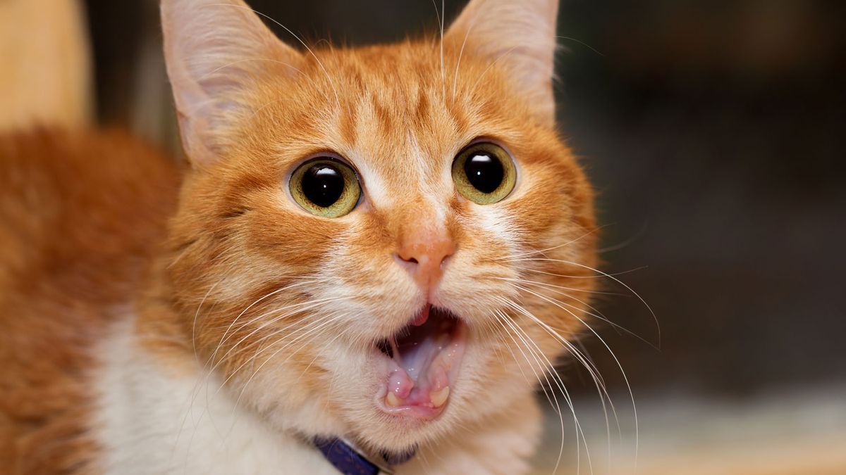 A cat with its mouth open