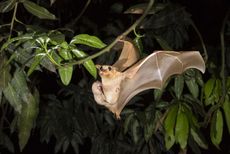 Gambian Fruit Bat