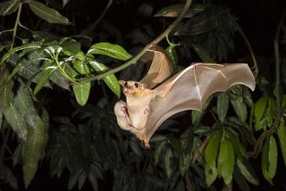 Gambian Fruit Bat