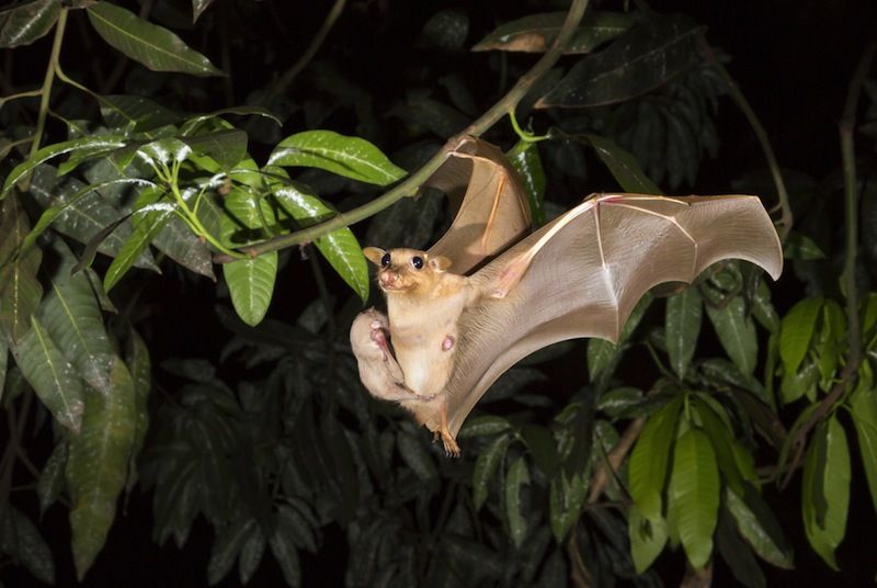 Gambian Fruit Bat