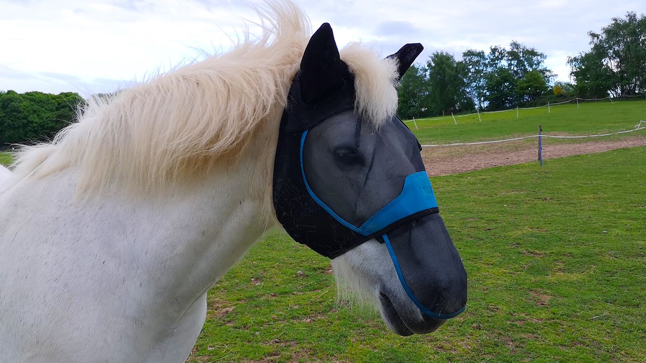 Woof Wear fly mask on Highland