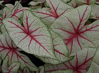 Caladium plant, Amazon