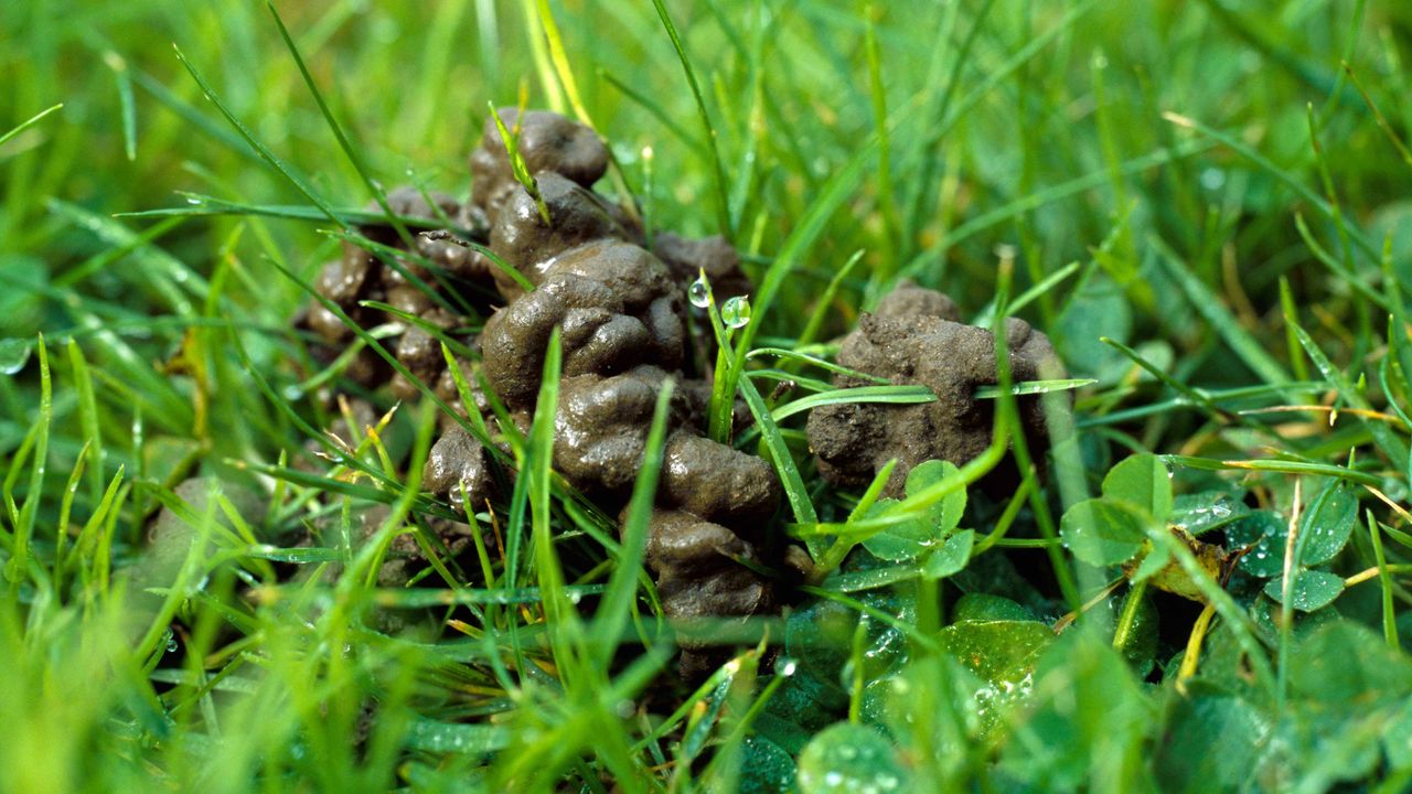 worm castings on lawn