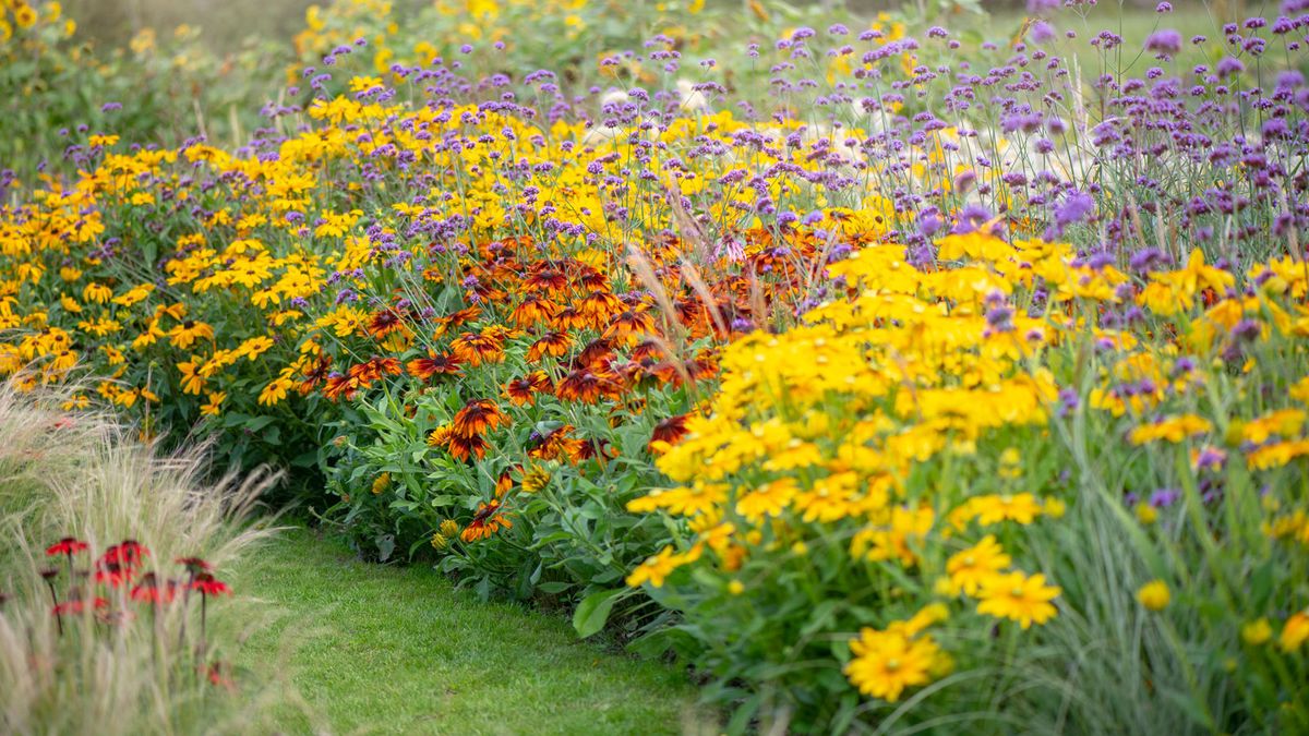 多年草を株分けすると、無料で豊かな花を増やすことができます