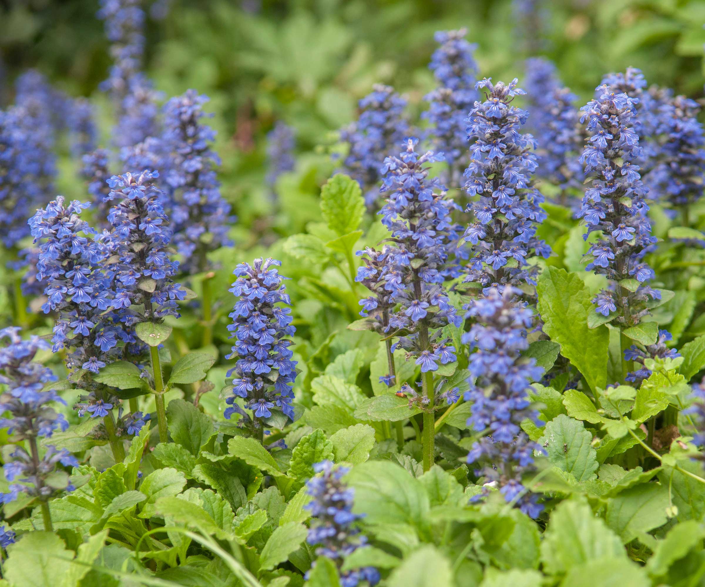 Ajuga reptans in flower