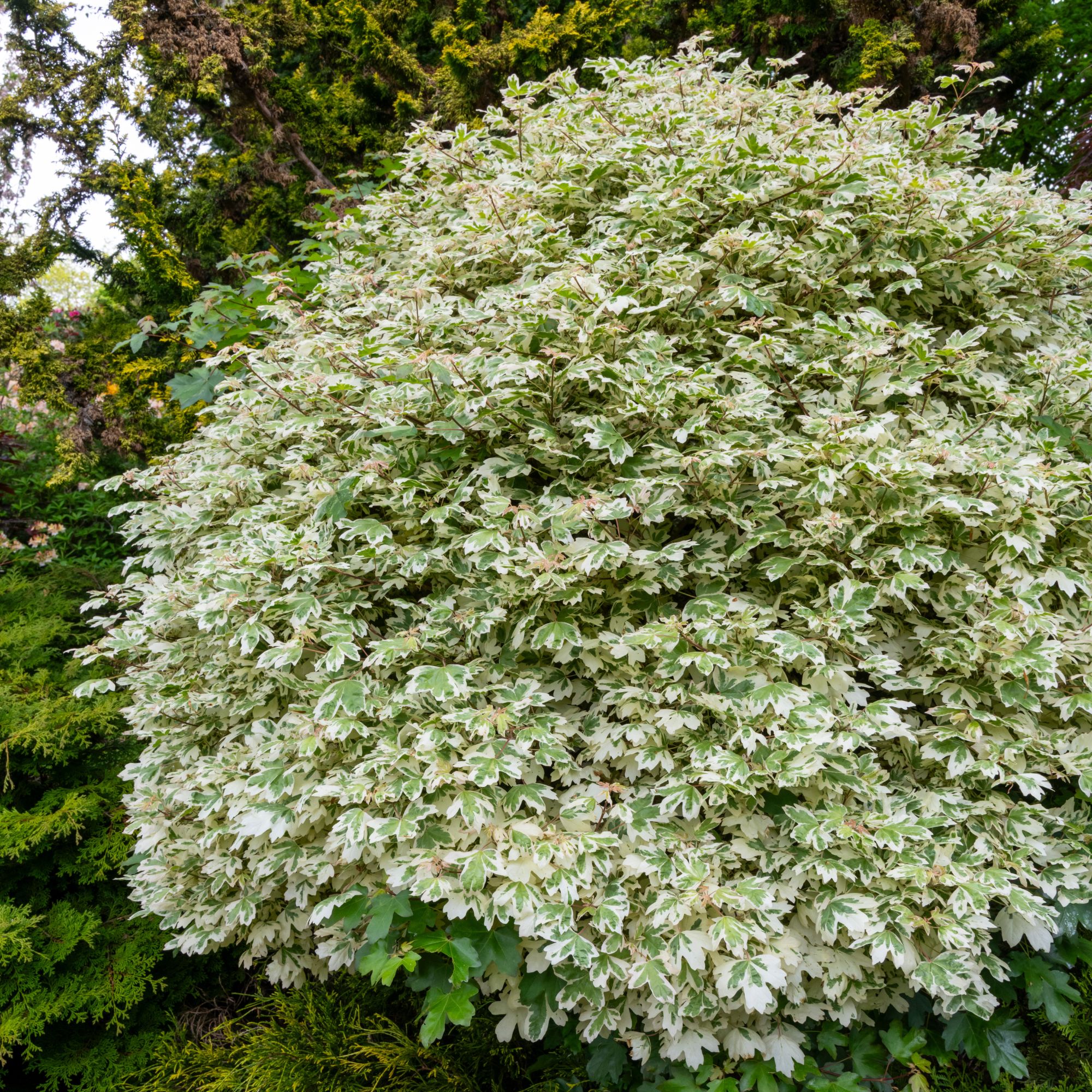 Field maple 'Carnival' tree