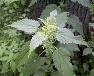 Stinging nettles.