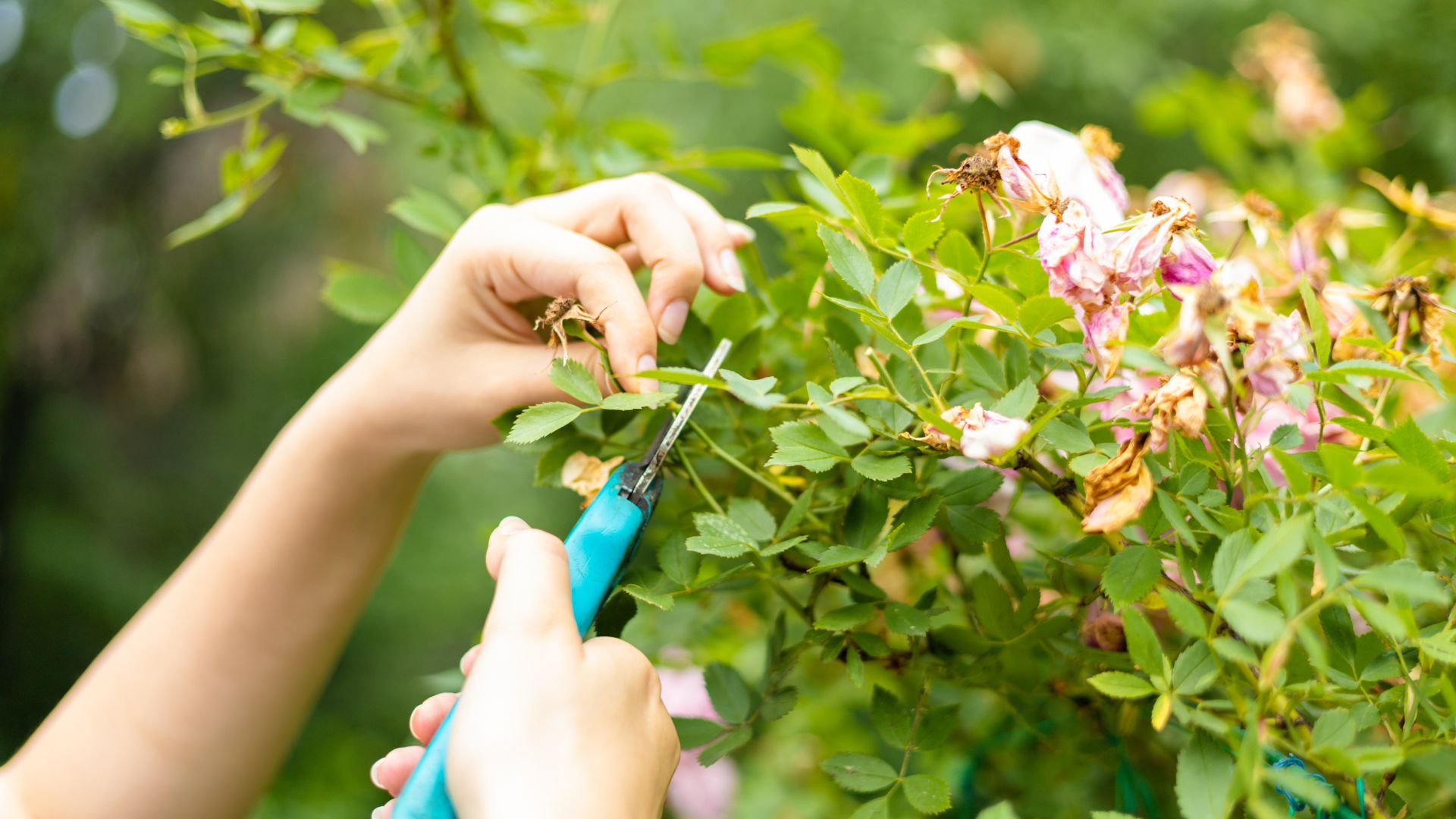 picture of woman deadheading florals bush