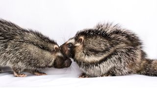 These large rats are adorably floofy. They&#039;re also coated with poison.