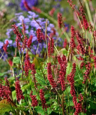 Upright red flowers of persicaria 'Fats Domino'