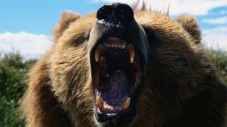 A close-up of a bear's open mouth as it roars