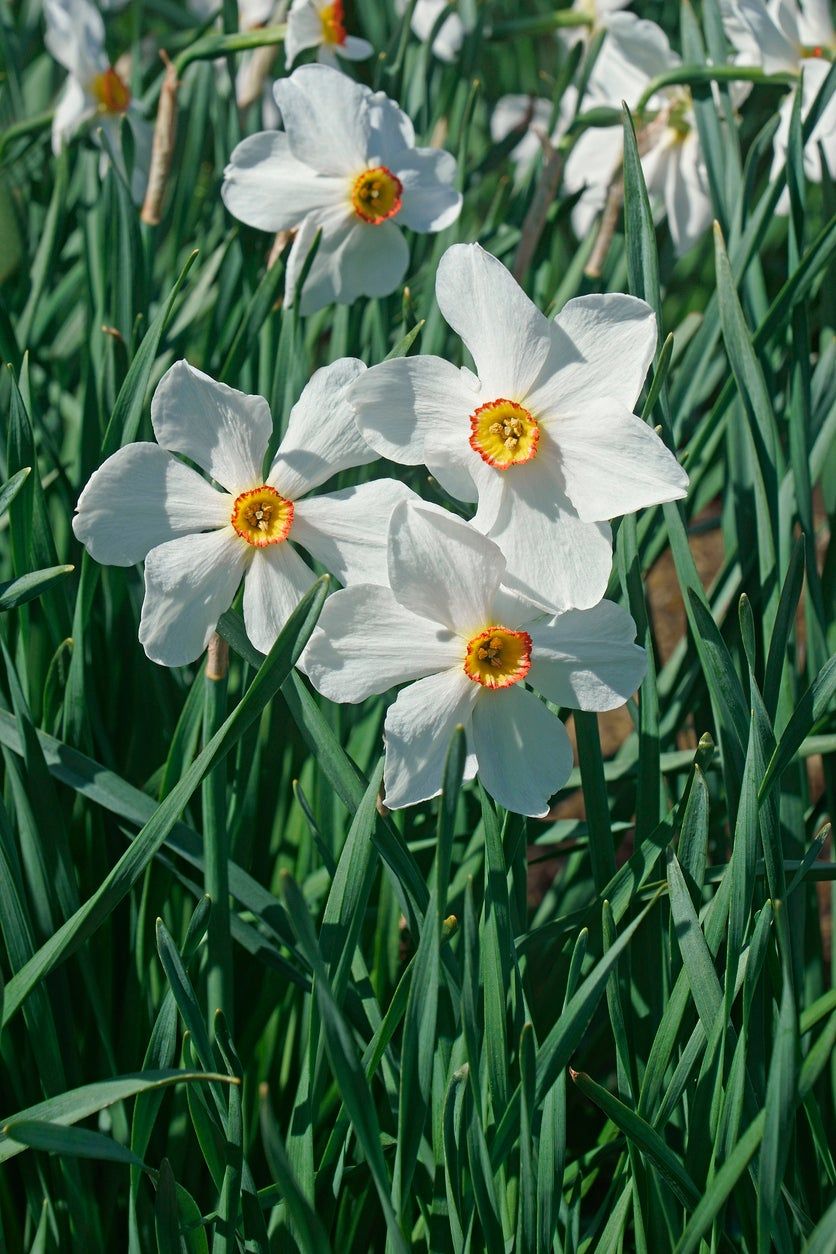 Poet daffodil