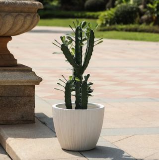 Joss & Main plant pot for indoors and outdoors