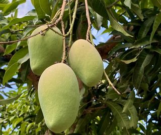 Ripe mangoes hanging on a mango tree