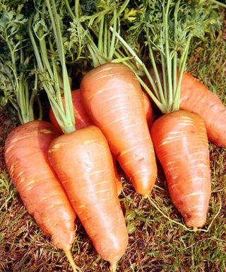 Baby Cascade Chantenay carrots harvested in July
